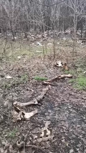 В Воронеже в ЖК «Озерки» нашли кости животных