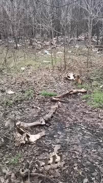 В Воронеже в ЖК «Озерки» нашли кости животных