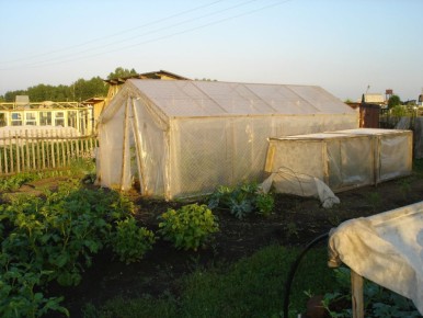 Как выращивание сладкого перца стало увлекательным хобби