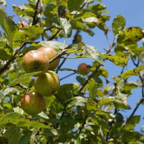 Как вернуть к жизни поврежденные деревья: практичные советы для садоводов
