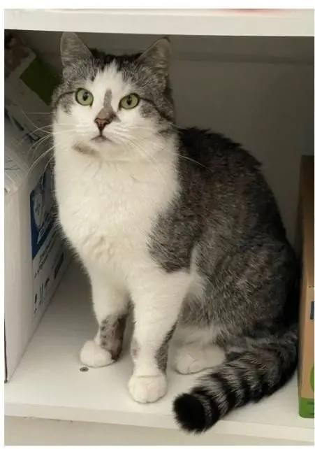 В Воронеже нашли кота по кличке Носик, который вчера сбежал во время пожара в кафе «Мяурум-2» на улице 60 Армии, 8