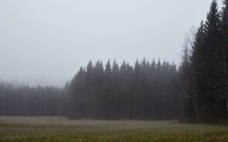 В Воронежской области на сутки продлили действие желтого уровня погодной опасности из-за тумана