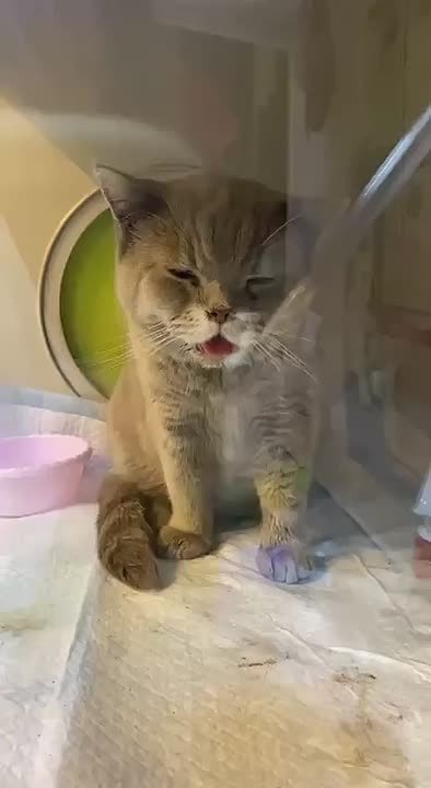 Стали известны подробности о состоянии резидентов кото-кафе «Мяурум-2»