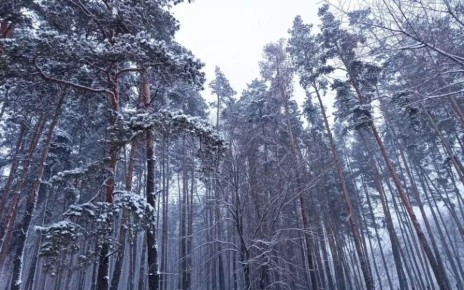 Морозы до 10 градусов нагрянут в Воронежскую область
