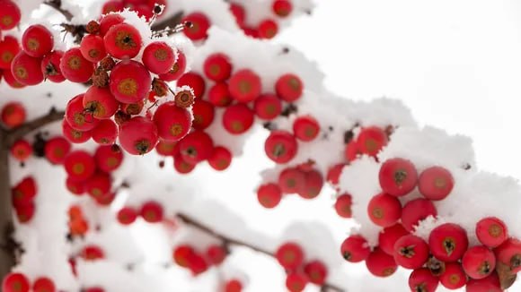 Как Воронеж встречает зиму-2026 Как Воронеж встречает зиму-2026