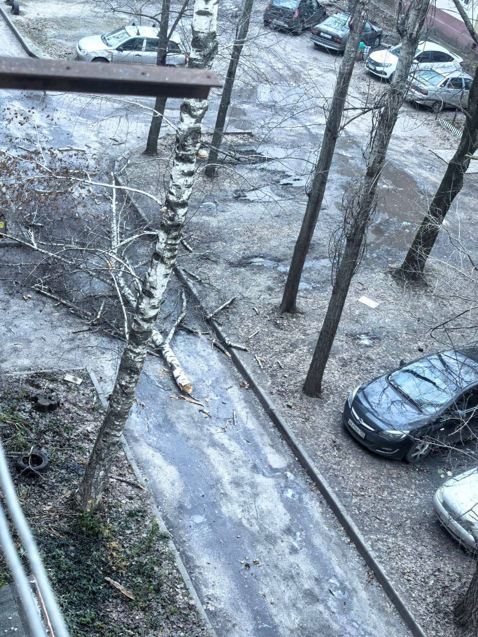 В Воронеже упавшие из-за сильного ветра деревья и карниз разбили стекла и несколько автомобилей В Воронеже упавшие из-за сильного ветра деревья и карниз разбили стекла и несколько автомобилей