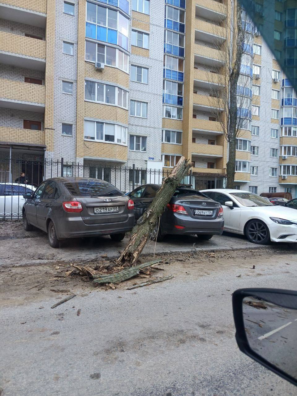 В Воронеже упавшие из-за сильного ветра деревья и карниз разбили стекла и несколько автомобилей В Воронеже упавшие из-за сильного ветра деревья и карниз разбили стекла и несколько автомобилей