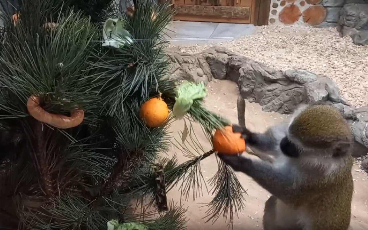 Обезьянки навели предновогоднюю суету в Воронежском зоопарке имени А. С. Попова