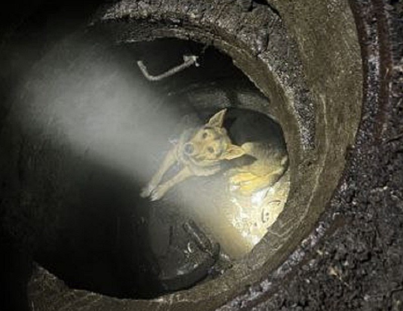 На улице Урицкого спасли собаку, провалившуюся в канализационный колодец