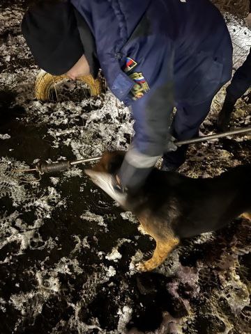 На улице Урицкого спасли собаку, провалившуюся в канализационный колодец На улице Урицкого спасли собаку, провалившуюся в канализационный колодец