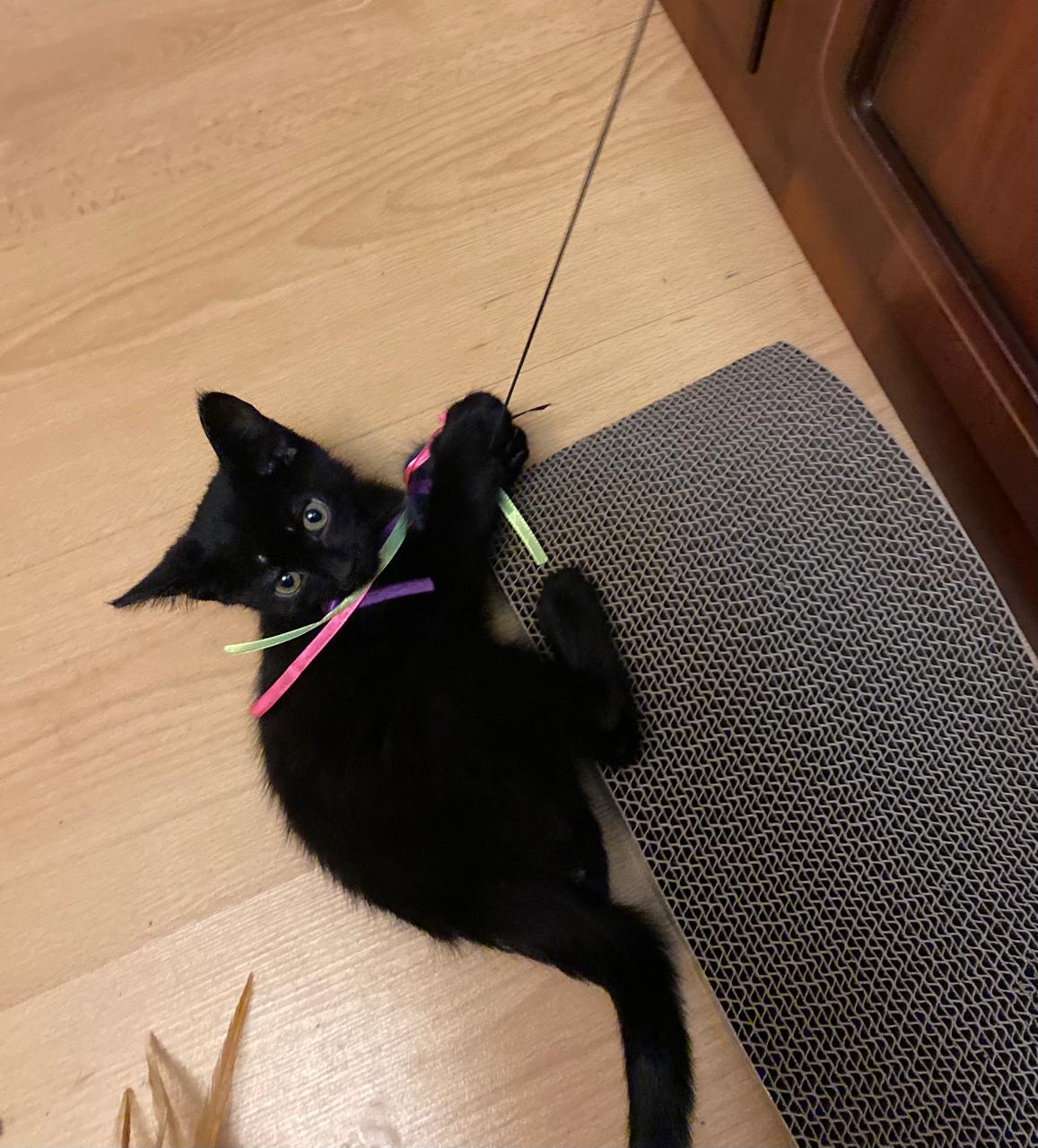 Приютили спасенного котенка, провалившегося в вентиляционную шахту в доме на Московском проспекте