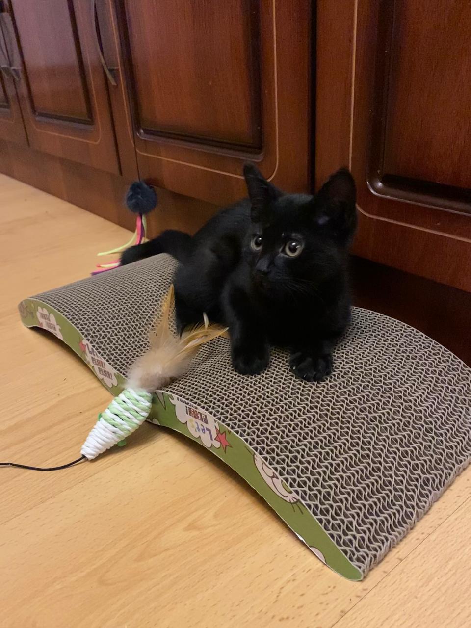 Приютили спасенного котенка, провалившегося в вентиляционную шахту в доме на Московском проспекте Приютили спасенного котенка, провалившегося в вентиляционную шахту в доме на Московском проспекте