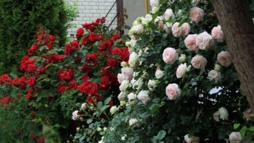 Как простые натуральные средства вдохнули жизнь в истощенные розы