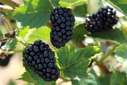 ������� ���� ������: ��� ��������� ����������� ������ � ������������ ����������� ������