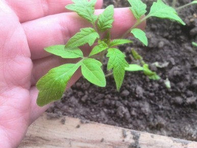 �������� ������� ��� ��������� ����� ������� �������