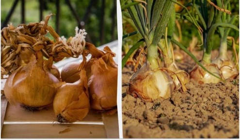 ������ ������ ����� ���� ��� ��������: ��� ������� ���������