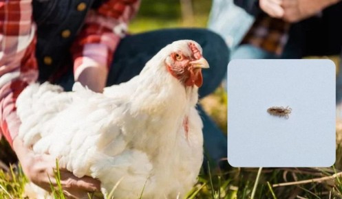 ����������� ������ ������ � �������� �����: ������ ������� ����������