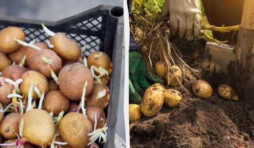 ��� ���������� � �������� ��������: ������� ���������� ������