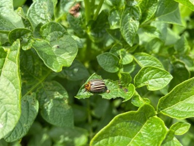 ����� �������� ������ ������������ ����: ����������� ������� ��� ���������