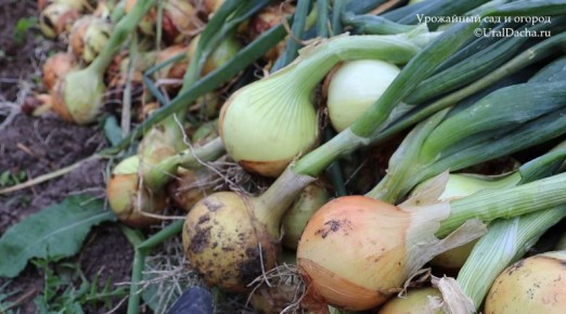 ��� ������������ ����� ����� ���� � �������: ������������ ������ ��� ���������