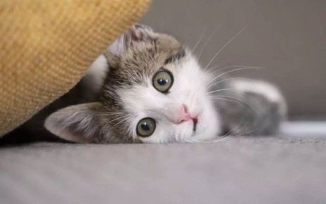 Больной бешенством кот стал причиной введения трехмесячного карантина в части Воронежа – на трех улицах в микрорайоне Масловка