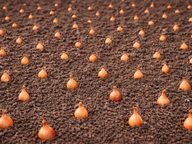 ����� ������ ���: ������ �� ������� � �������� ������� � 2026 ����