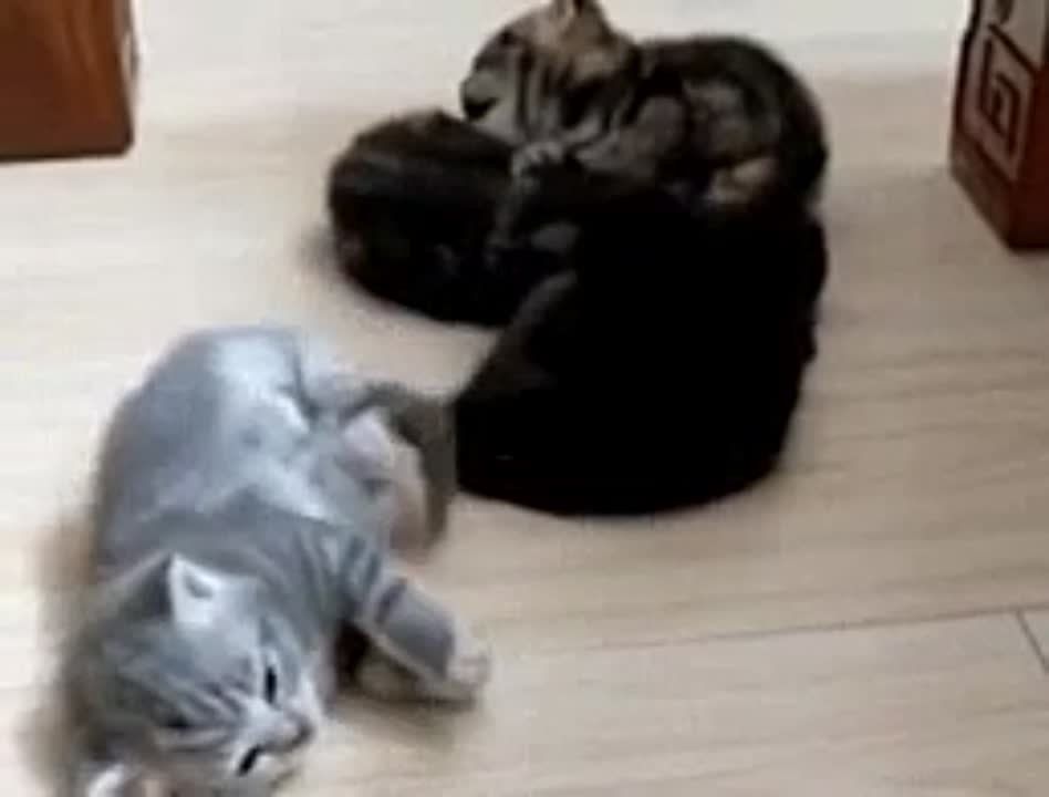 ���� �����, ������� ����!