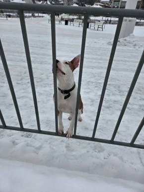 В Воронеже на Адмиралтейской площади потерявшаяся собака третий день ждет хозяина
