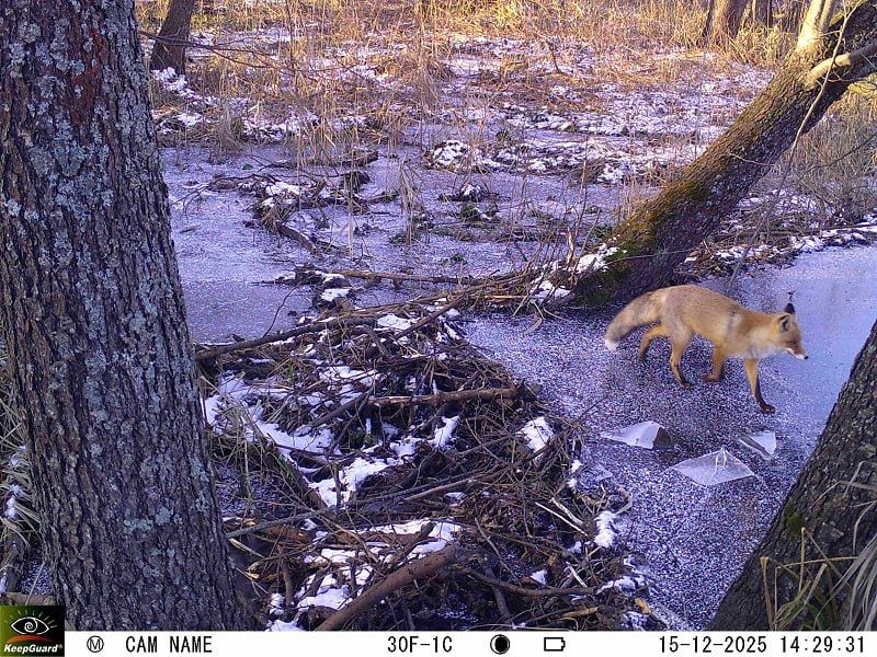 ����� ���� � �������� ������� ����� �� ����������� ������������ �����������