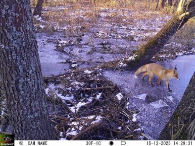 ����� ���� � �������� ������� ����� �� ����������� ������������ �����������