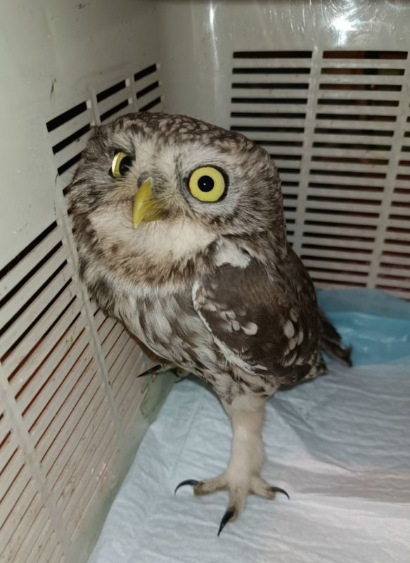 ����������� ��������� �������� �������� ���� � �������-�������� �������