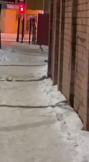 Заяц, которого воронежцы заметили на новогодних праздниках на улице Грамши, оказался домашним