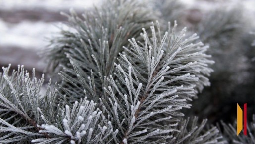 Морозную неделю прогнозируют в Воронеже