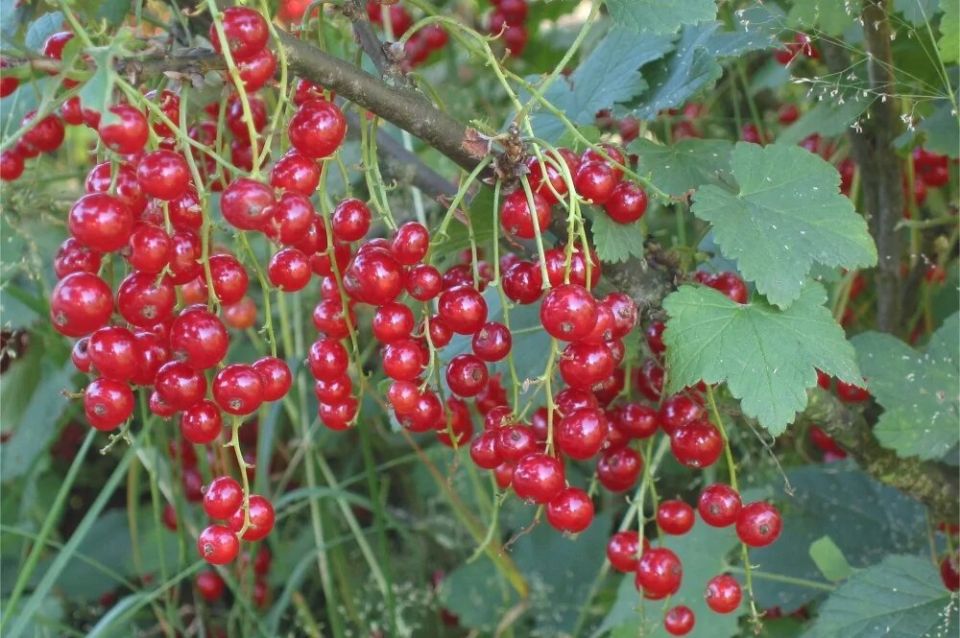 ����������� �� ����: ��� ��������� ������� ��������� � �������� ������ ������