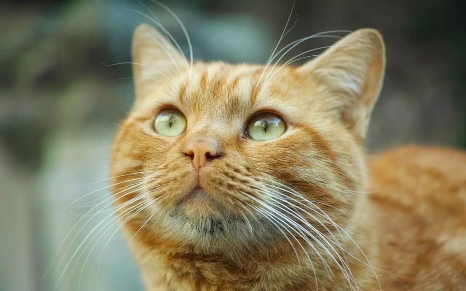 ������� ���������� ����� ����� �������� �������� ��������� � ������� ������������ ������������ ������ ����������� �������