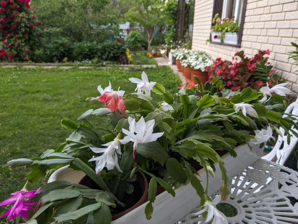 ����� ����� ������ �������� �������: ���������� ������ ������� ��������