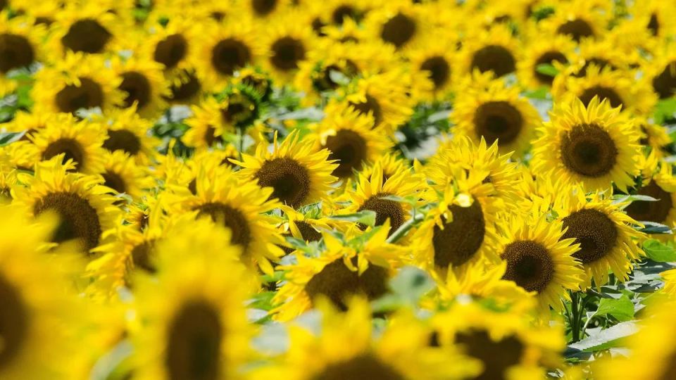 ���������� �������� ������� ������� � ����������� ������ �� 350 ��� ������