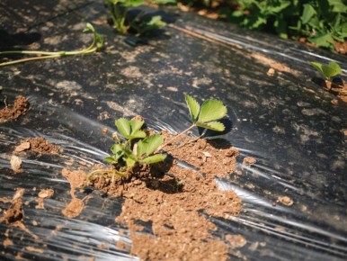 ������ ������������: ������� ������� ������