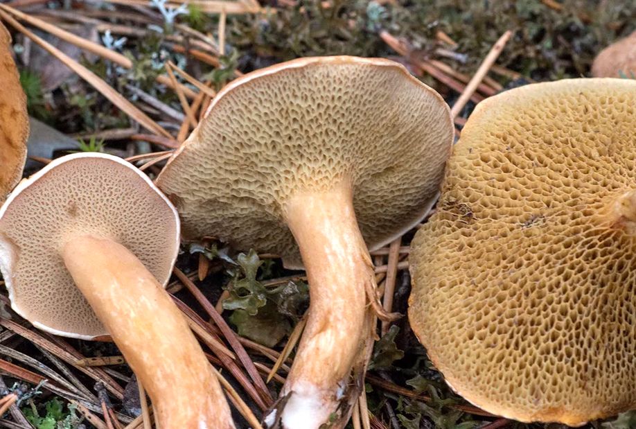 Козляк: уникальный гриб с непростой судьбой