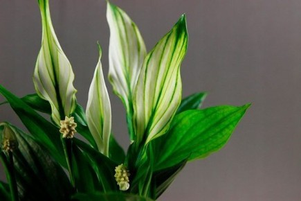 ����������� ������: ������� ����� �� ������������ ������� ��� ������ ����