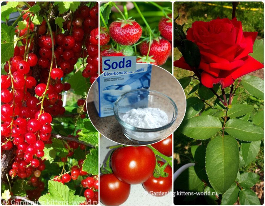 Пищевая сода: секреты её удивительного применения в саду и огороде