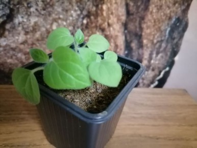 ��������� ������������ � ���������: ������������ ������ � ����������� ������