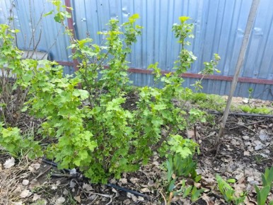 �������� ����������� ���������: ��� ����� ���������� ������� ������� ����