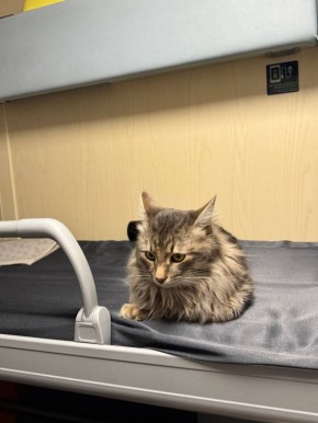 ����������� ���� ����, ���������� �� ������� � �������