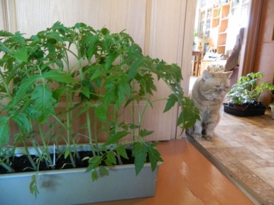 ��� ��������� ����������� ����� ��� �������: ������������ ������