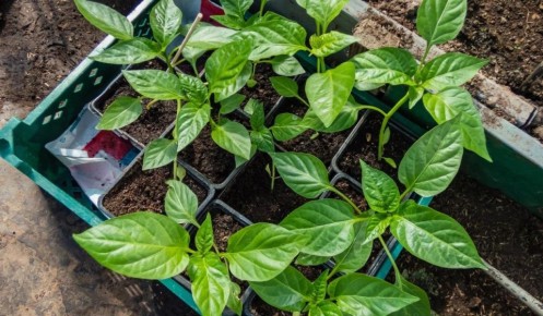 ����� ������� ������: ����� ������ ����� � 2026 ����