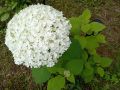 Как добиться роскошного цветения гортензии: секреты удобрений