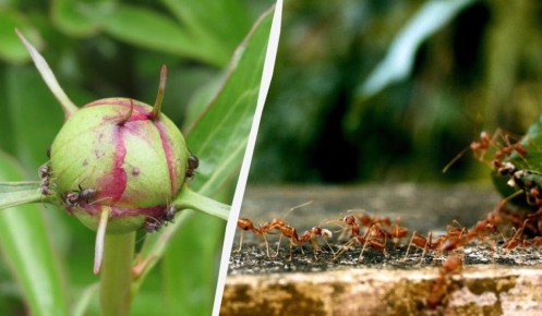 Почему стоит держать эти растения подальше от вашего дома: муравьи в ожидании