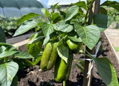 Сорняки как секрет урожая: полезные советы для дачников