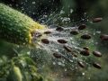 Необычный огурец, который стреляет семенами с умопомрачительной скоростью